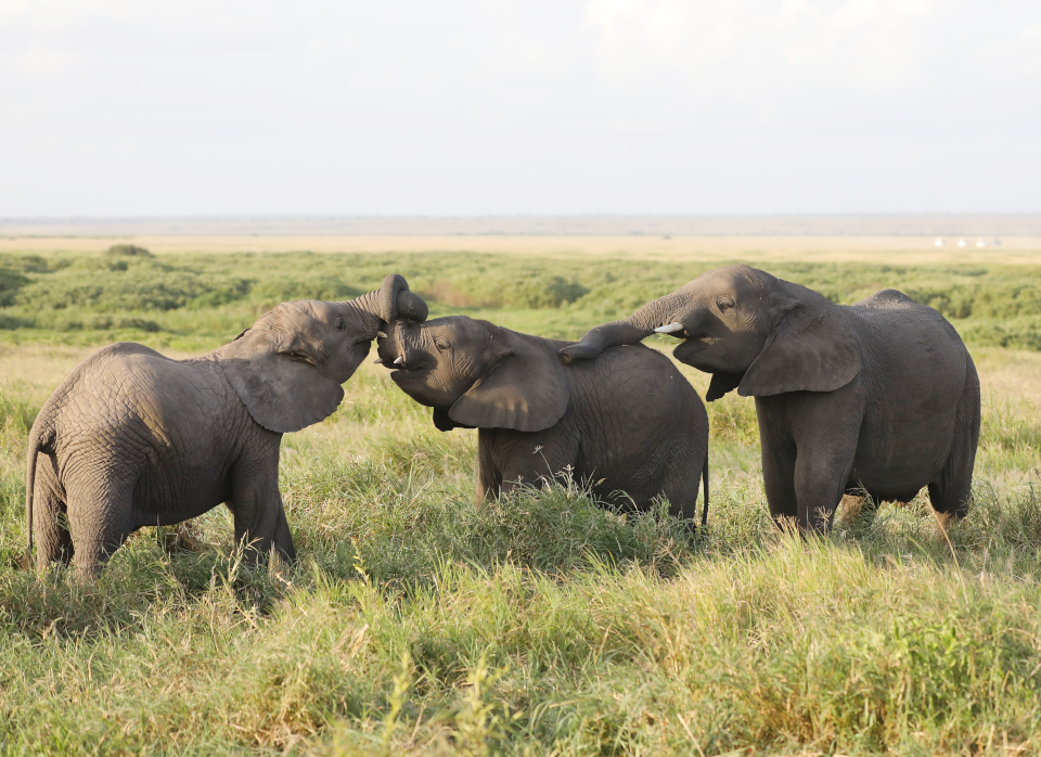 elephants